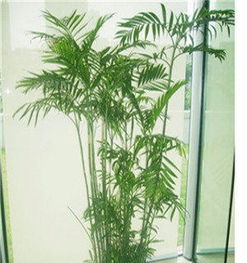 寧波綠植租賃 打造綠色空間，提升生活與辦公品質