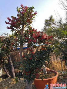 三里河花卉綠植盛宴 多肉、年宵花、果樹(shù)苗齊聚，促銷(xiāo)與租借服務(wù)同步開(kāi)啟