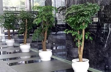 南昌辦公綠植租擺新風尚 為何云景花卉成為企業首選