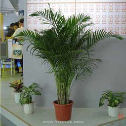 無(wú)錫企業(yè)綠植租擺服務(wù) 花卉租賃，為您的空間注入自然活力