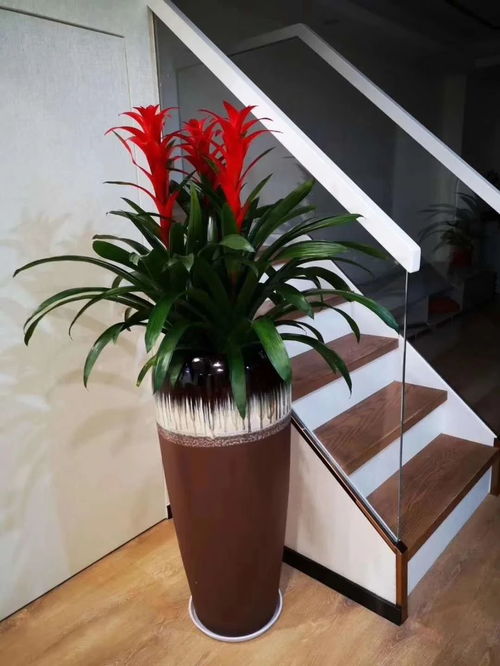 深圳辦公室花卉綠植租擺服務(wù) 美化空間，煥發(fā)企業(yè)活力