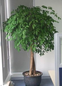 天心區(qū)綠植花卉租擺服務(wù)專(zhuān)家——長(zhǎng)沙久綠園藝，全方位美化您的空間