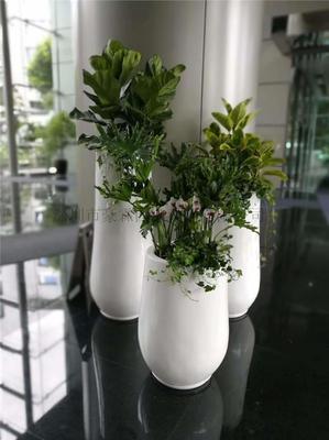 綠色生活新選擇 專(zhuān)業(yè)花草綠植租賃與批發(fā)零售服務(wù)