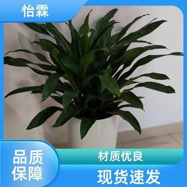 綠意盈門(mén) 北京花卉苗圃基地批發(fā)與租借服務(wù)詳解