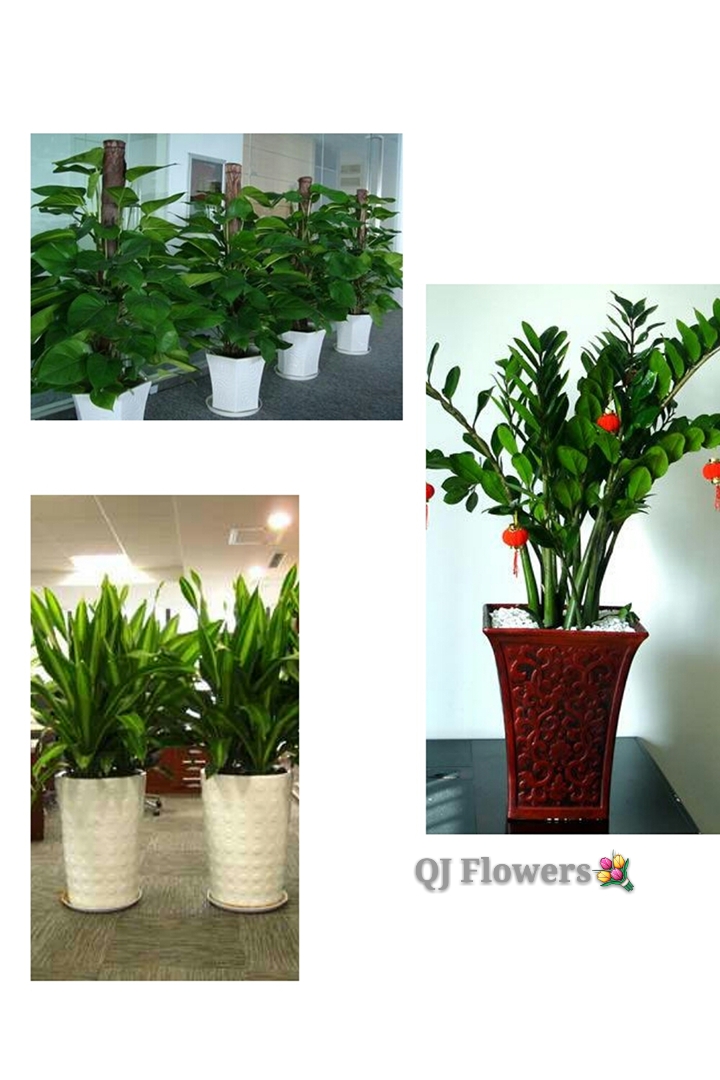 太原綠植花卉銷(xiāo)售租賃 打造酒店與辦公室的綠色空間